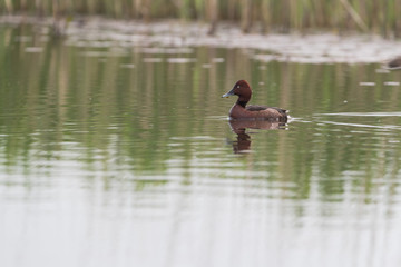 Ferruginous duck