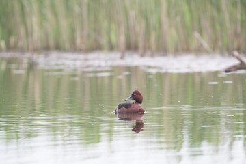 Ferruginous duck
