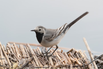 White wagtail