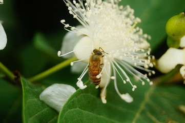 A bee crawling on a white flower, collecting honey, is very interesting