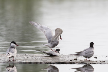 Whiskered tern