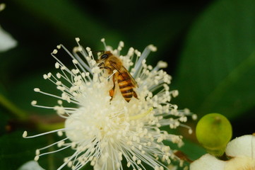 A bee crawling on a white flower, collecting honey, is very interesting