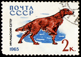 USSR - CIRCA 1965: postage stamp, printed in USSR, shows a Irish Setter, series Hunting and Service...