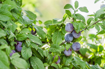 Plum tree with ripe juicy fruits in sunshine