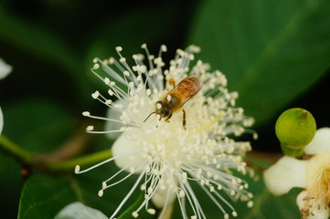 A bee crawling on a white flower, collecting honey, is very interesting