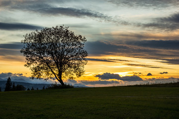 Fototapeta na wymiar Sunset over lonely tree somewhere in Tatra mountains, Poland