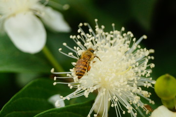 A bee crawling on a white flower, collecting honey, is very interesting