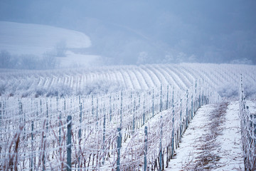 Hoarfrost icing frosting in Slovakia vineyard, frozen vineyard