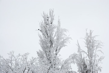 Tops of snow-covered trees
