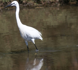 Naklejka premium aigrette