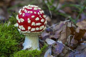 Schöner Fliegenpilz