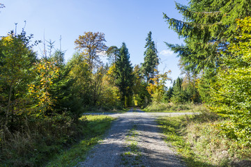 Fototapeta na wymiar Waldkreuzung