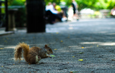 Squirrel - 181233751