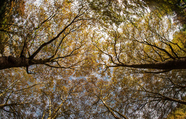 Foresta 