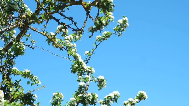 ramas de un arbusto de spise blanco, espino o Crataegus monogyna, bajo un cielo azul de primavera y en movimiento por el viento en Andaluc&iacute;a, Espa&ntilde;a.