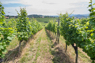 Fototapeta na wymiar Rows of vineyard grape vine in sunshine