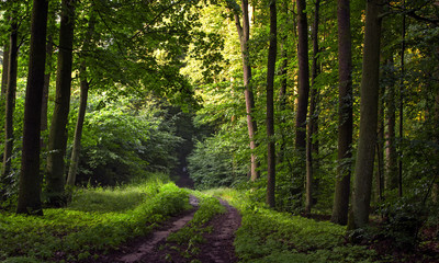 Obraz premium Oak Forest