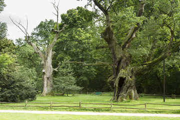 Millennial oaks. very old oaks