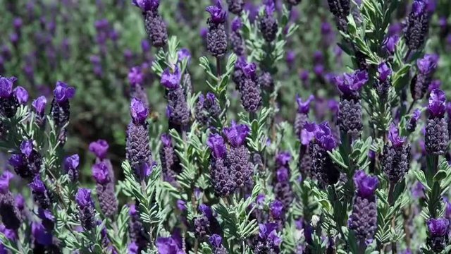 campo de Lahebdula stoechas o lavanda de color morado meci&eacute;ndose con el movimiento del viento en la Sierra de las Noieves, M&aacute;laga, Espa&ntilde;a