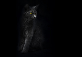 Black cat with yellow eyes is looking out of the shadow. Cat mysterious portrait. Black background....