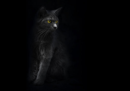 Black cat with yellow eyes is looking out of the shadow. Cat mysterious portrait. Black background. Shadow dark black kitten yellow eyes. Shadow and light cat. Yellow eye cat Black and white