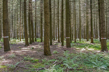 Douglas fir. Forest plantation Douglas fir.Forest plantation Douglas fir (Pseudotsuga menziesii) in Europe