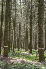 Douglas fir. Forest plantation Douglas fir