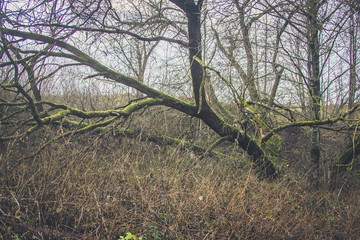A fallen tree is rotting in the middle of the forest