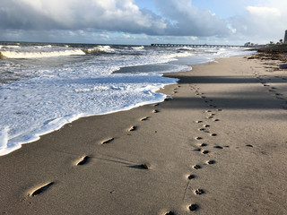 footprints and paw prints on the sand