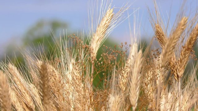 wheat closeup smooth movement separates background 4k