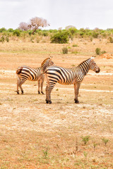 Obraz premium Zebras in the Savannah
