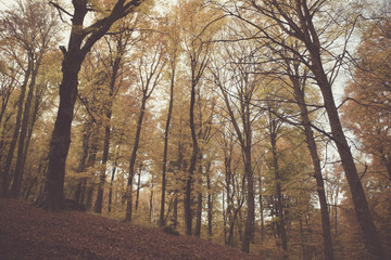 Landscape of autumnal forest