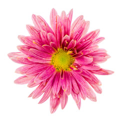 Macro of an isolated pink aster flower blossom