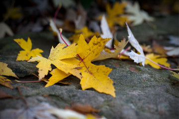 Gelbe Ahornblätter im Herbst