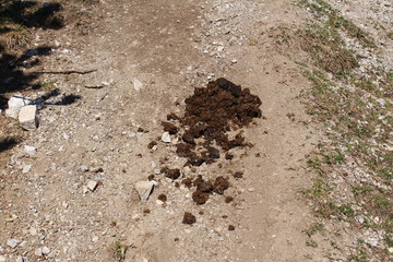 Donkey dung on a mountain path