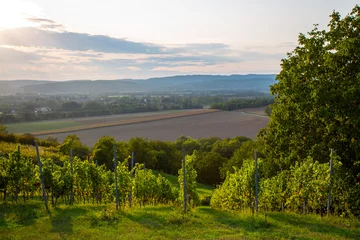 Tafelkleed Badacsony vine hill © Orosz György Photogr