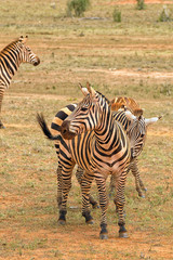 Obraz premium Zebras in the Savannah