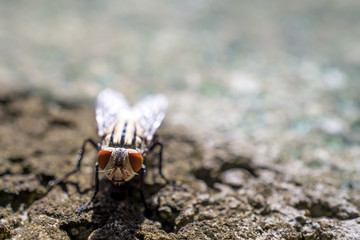 Cluster fly's face close up picture