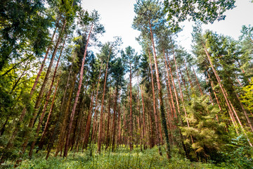 Fototapeta premium Grüner Wald im Sommer