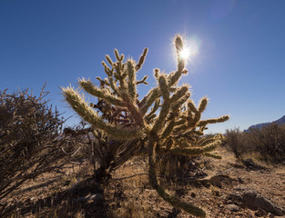 ラスベガス近くの砂漠に生えるサボテン