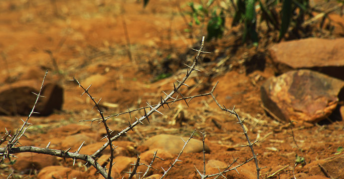 Dry Indian gum Arabic tree thorn, south Asia, India,