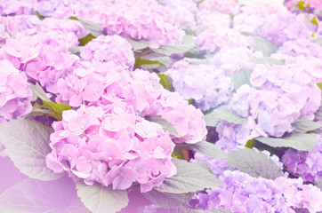 Soft focus of light purple Hydrangea Flowers