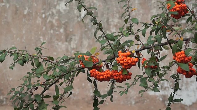 Closeup of orange Rowan berries or Mountain Ash tree with ripe berries in autumn.