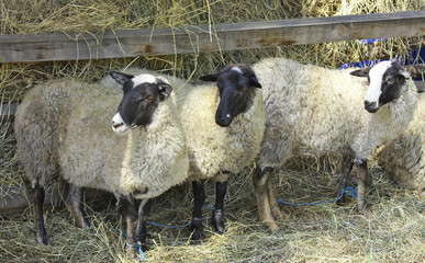 Obraz premium Three sheep on a farm