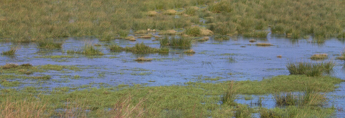 Binsen Graswiese mit Wasser im Moor