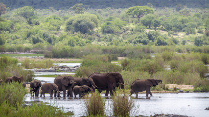 African bush elephant in Kruger National park, South Africa