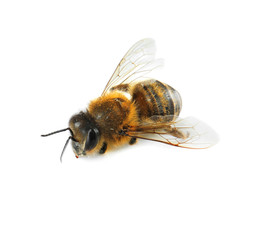 Honeybee on white background