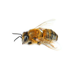 Honeybee on white background