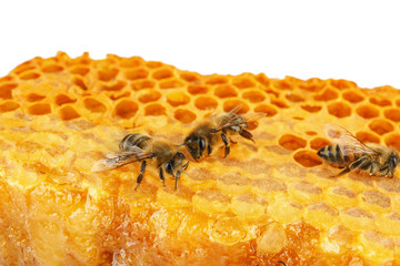 Bees on honeycomb, close up