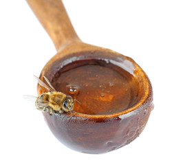 Bee on spoon with honey, isolated on white